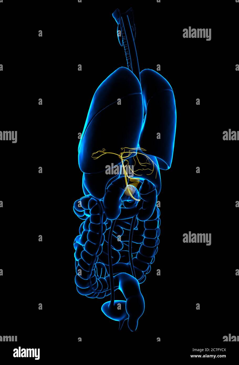 3d rendered medically accurate illustration of Organs Gallbladder ...