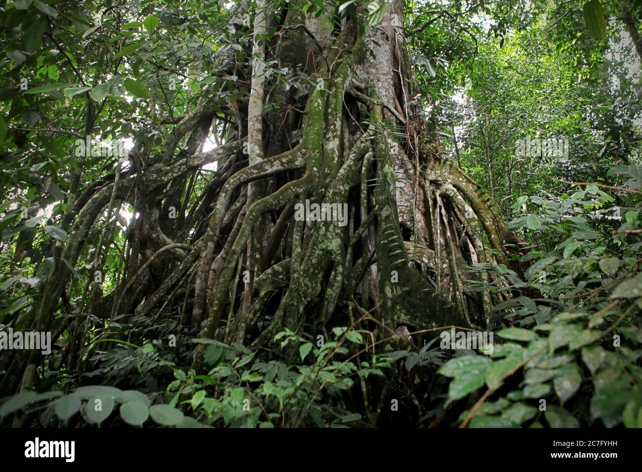 A giant epiphytic plant within the tropical rainforest of Gunung Leuser National Park, close to Tangkahan ecotourism village, Sumatra, Indonesia. Stock Photo