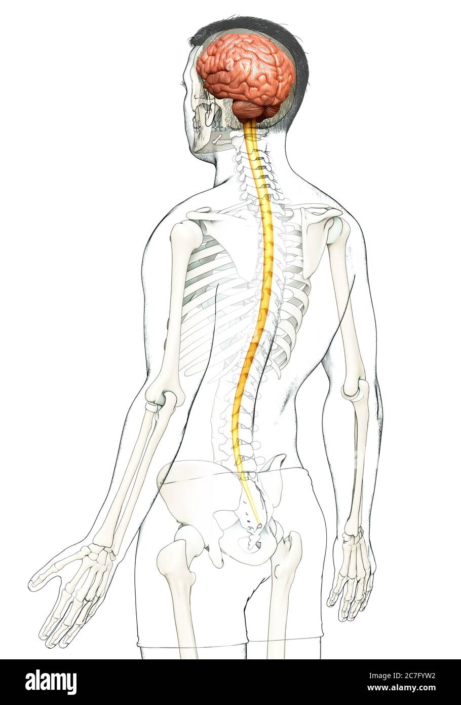 3d rendered medically accurate illustration of a male brain Stock Photo ...