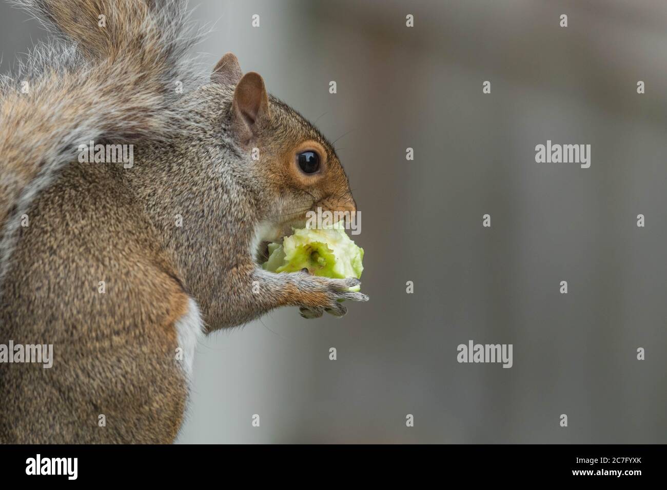 A grey squirrel (UK) eating an apple that it has taken from a nearby