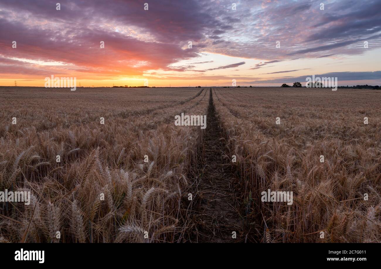 Lines in a large field of wheat crop at sunrise. Kent, UK Stock Photo