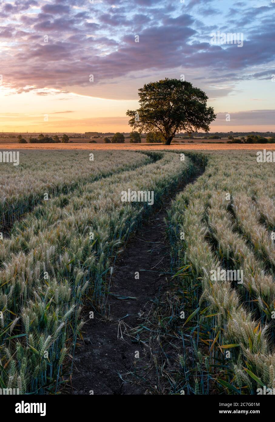 Lone tree in a field of wheat crop. Kent, UK Stock Photo