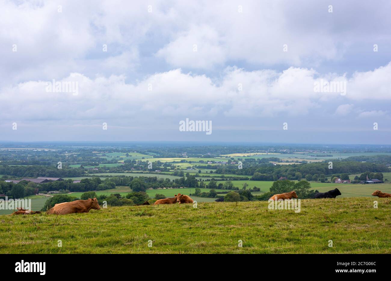 Cattle on the hills of Farthing Common; a popular viewpoint in the Kent Downs AONB. Stock Photo