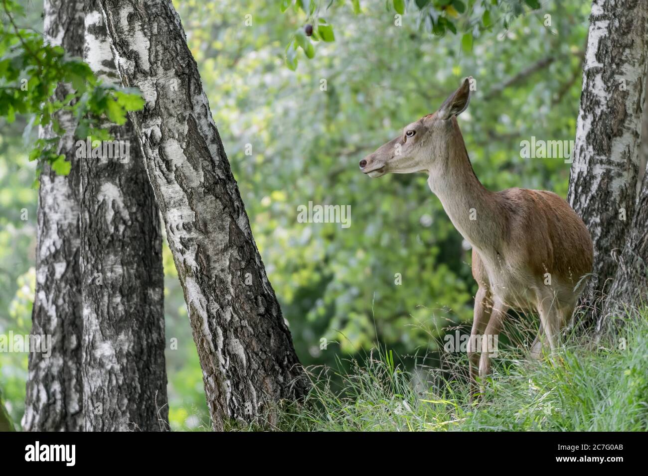 Red deer in the forest (Cervus elaphus) Stock Photo