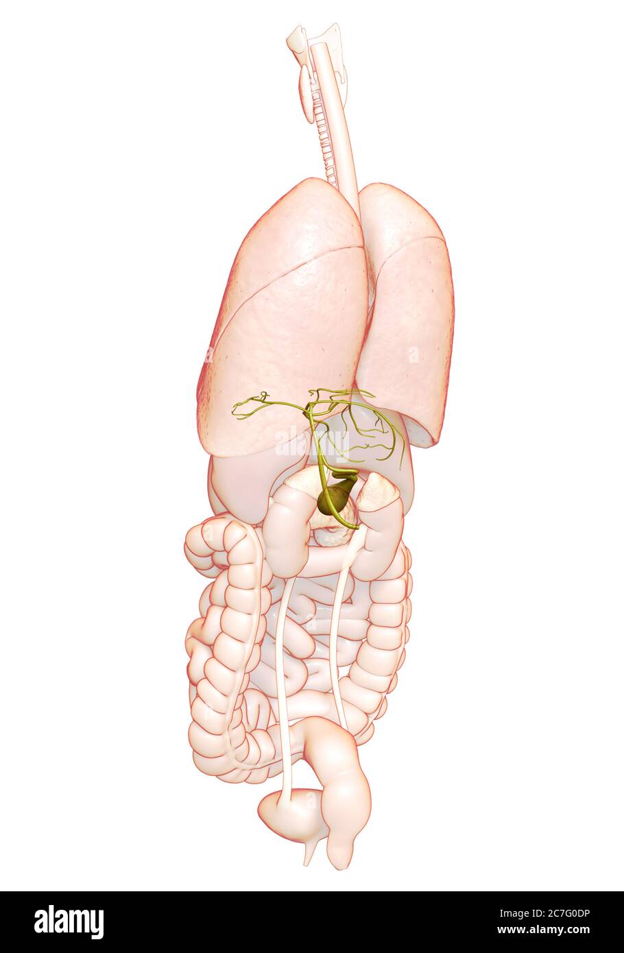 3d rendered medically accurate illustration of Organs Gallbladder ...