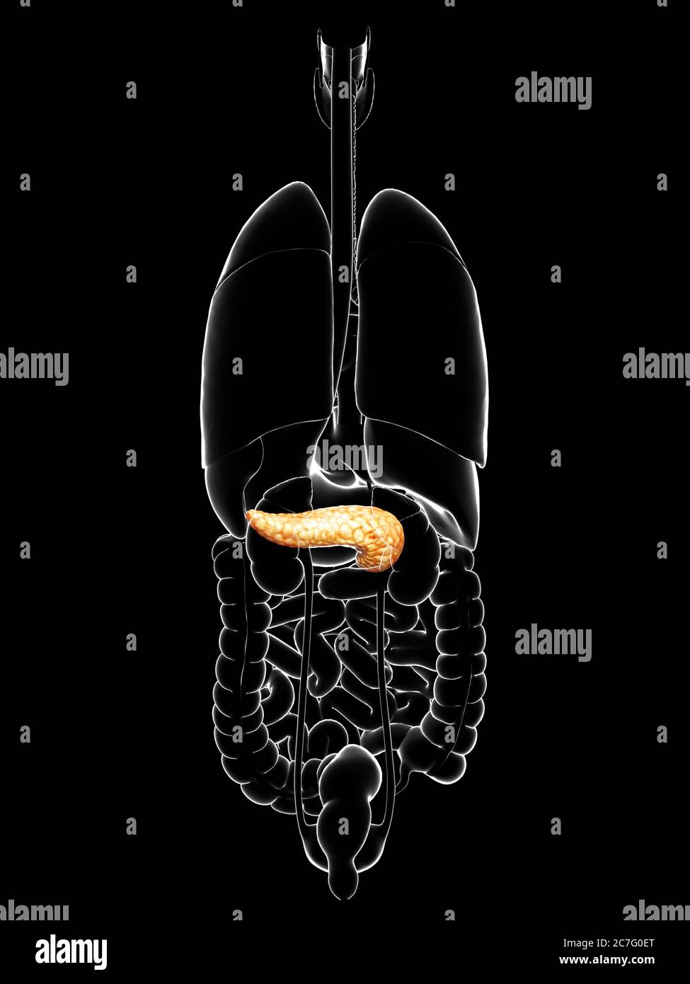 3d rendered, medically accurate illustration of the pancreas Stock ...