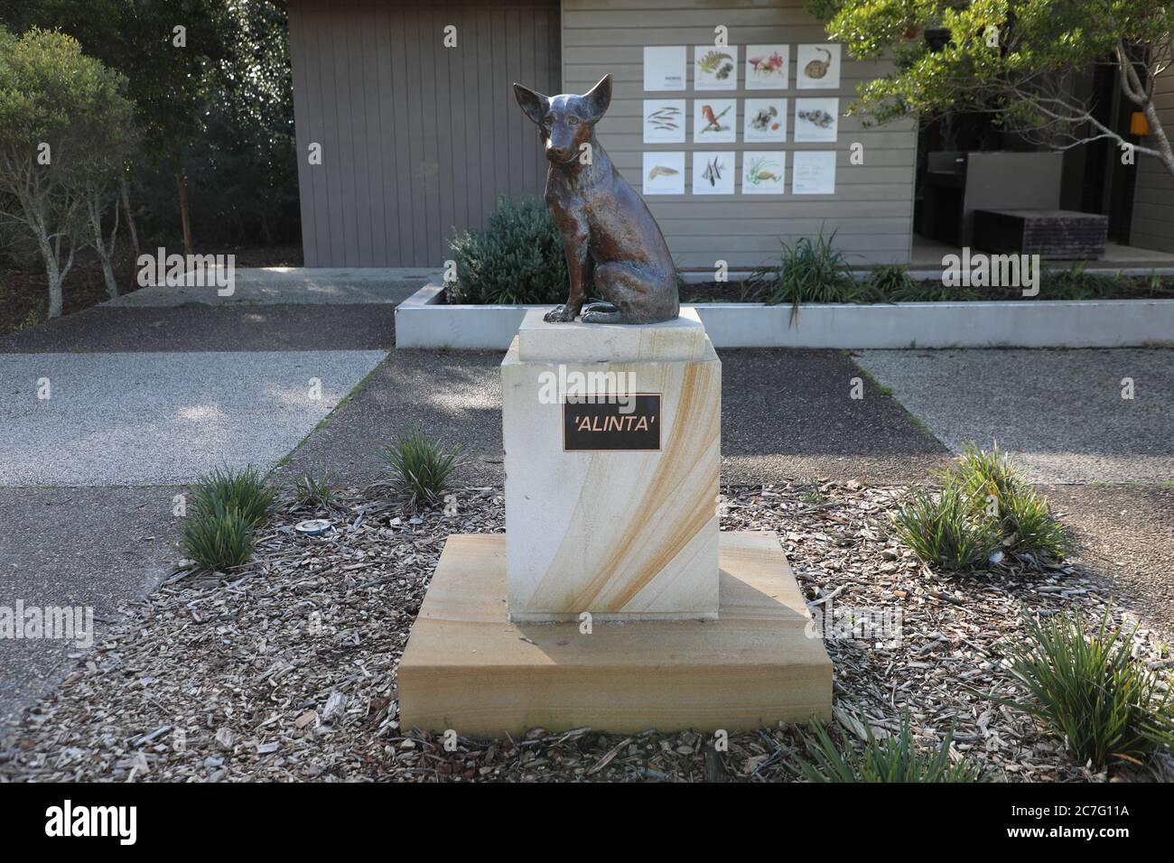 ‘Alinta’ bronze sculpture of a kelpie dog at Clifton Gardens Reserve