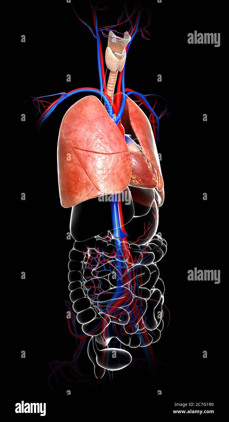 3d rendered, medically accurate illustration of a lung anatomy Stock ...