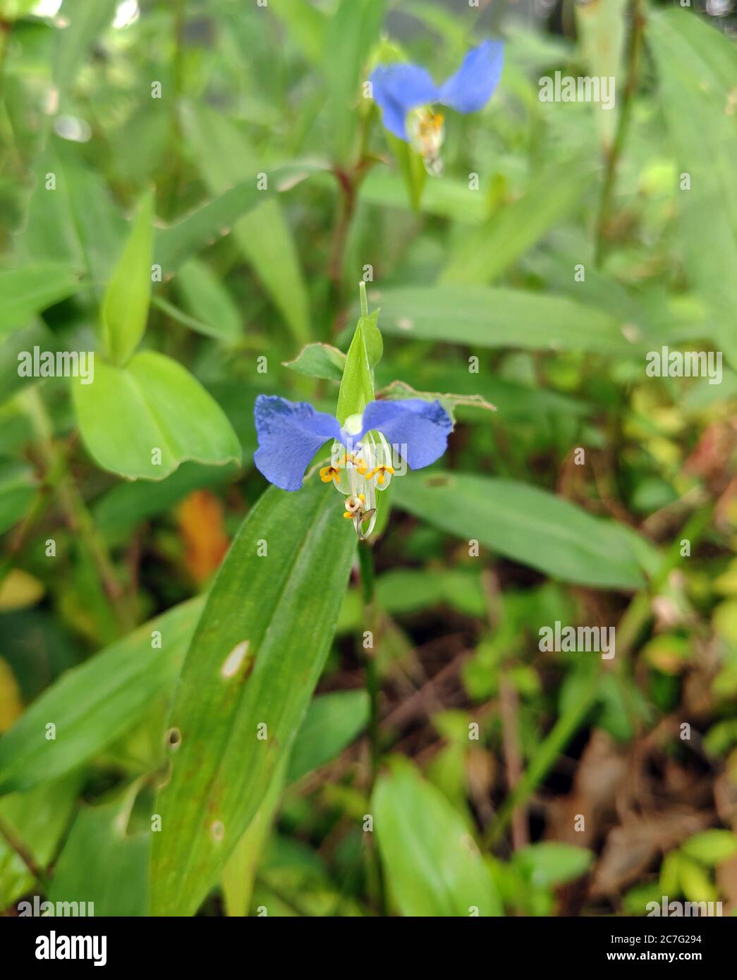 blue Commelina diffusa blossoms with green leaves in the garden in Shanghai Stock Photo