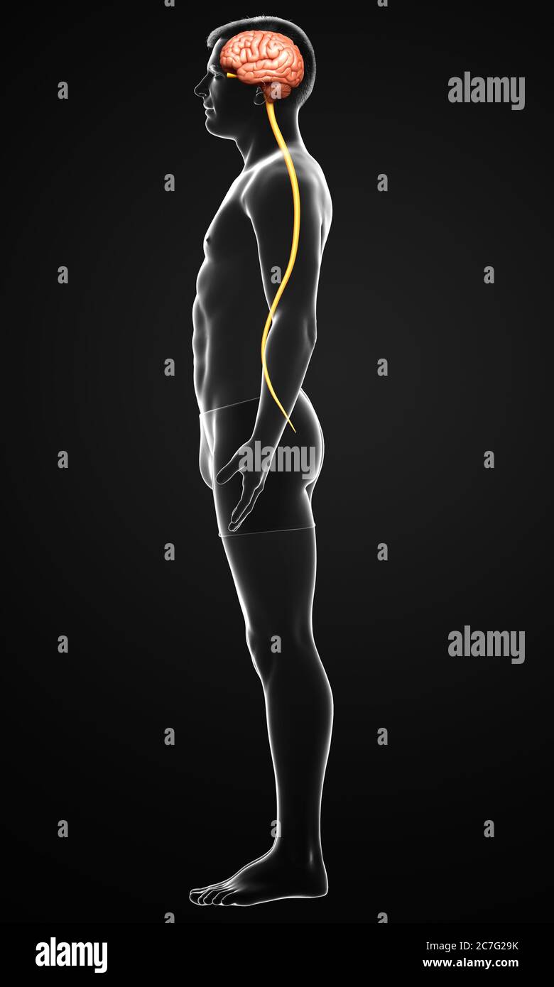 3d rendered medically accurate illustration of a male brain Stock Photo ...