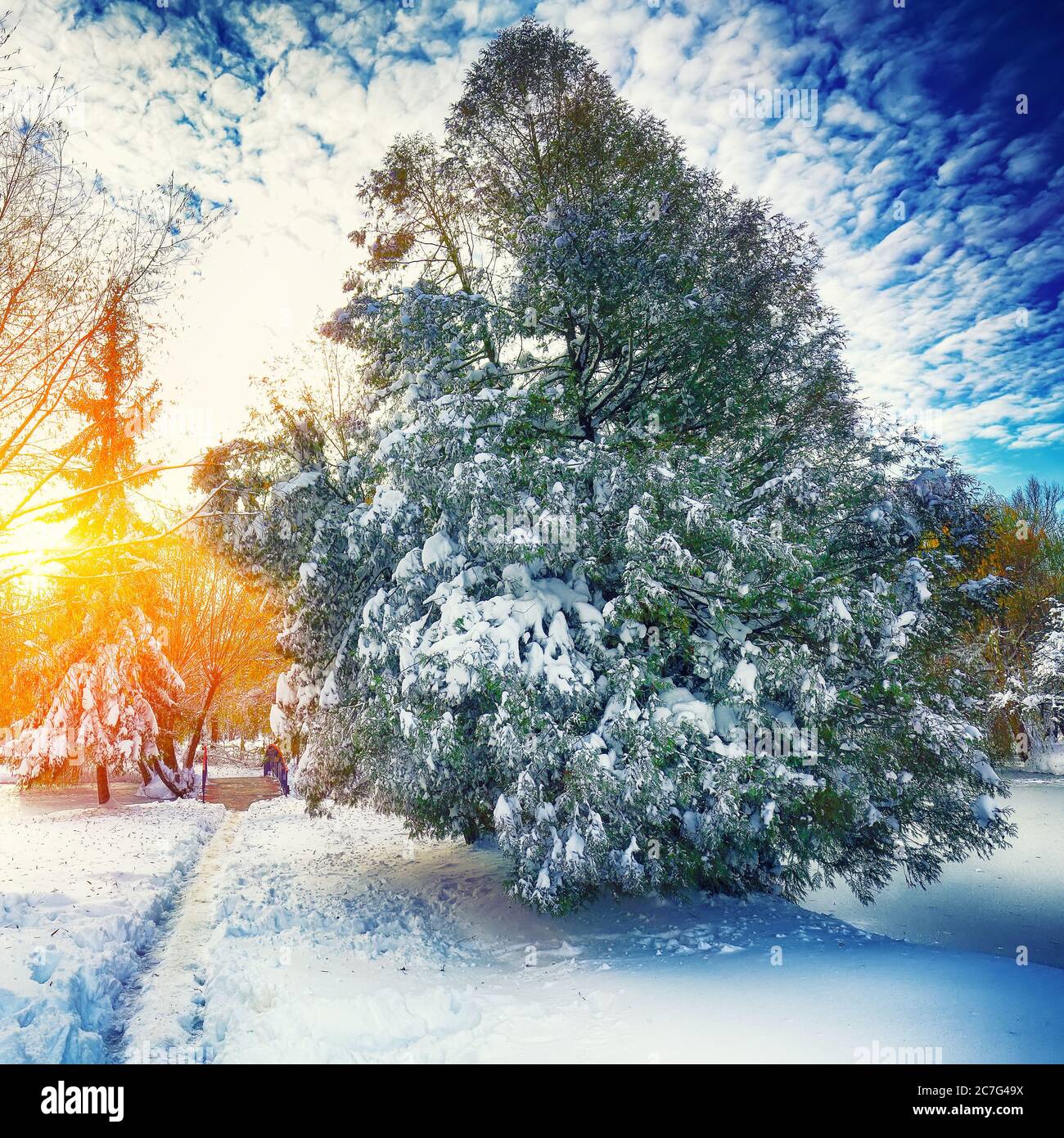Sunlight breaks through the pine trees in winter. Lots of snow. Dramatic sky Stock Photo