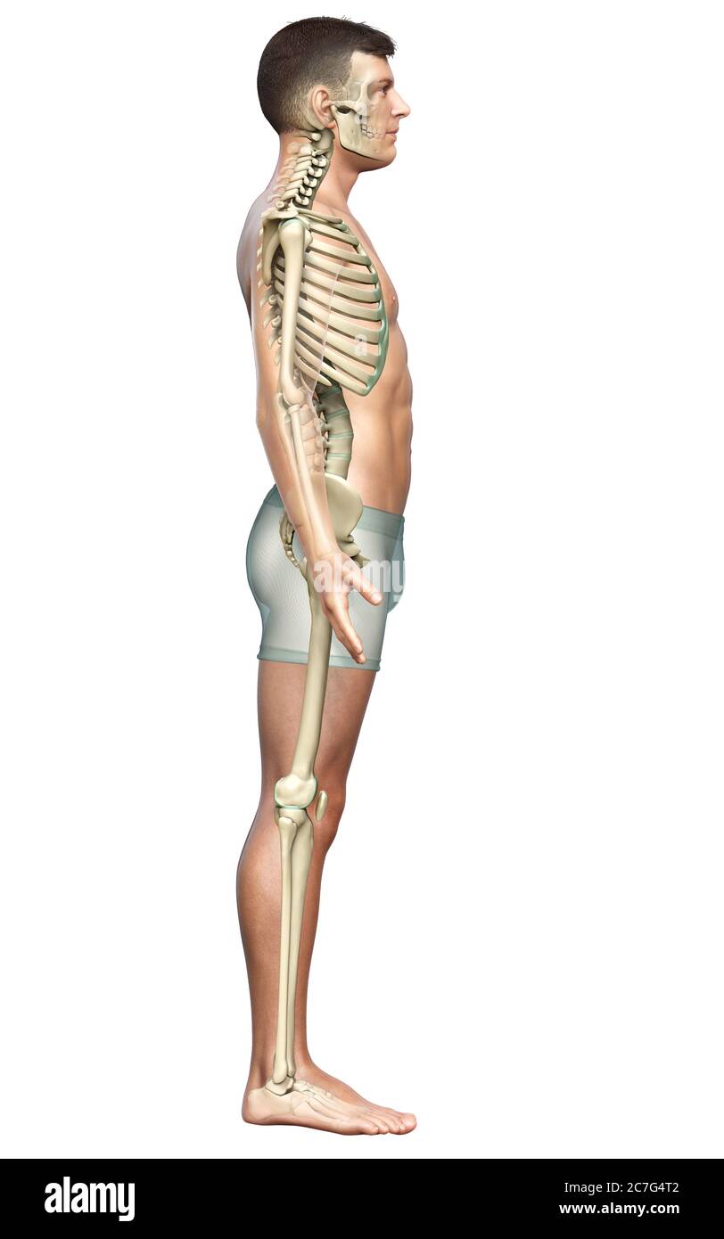 3d rendered, medically accurate illustration of a male skeleton system ...