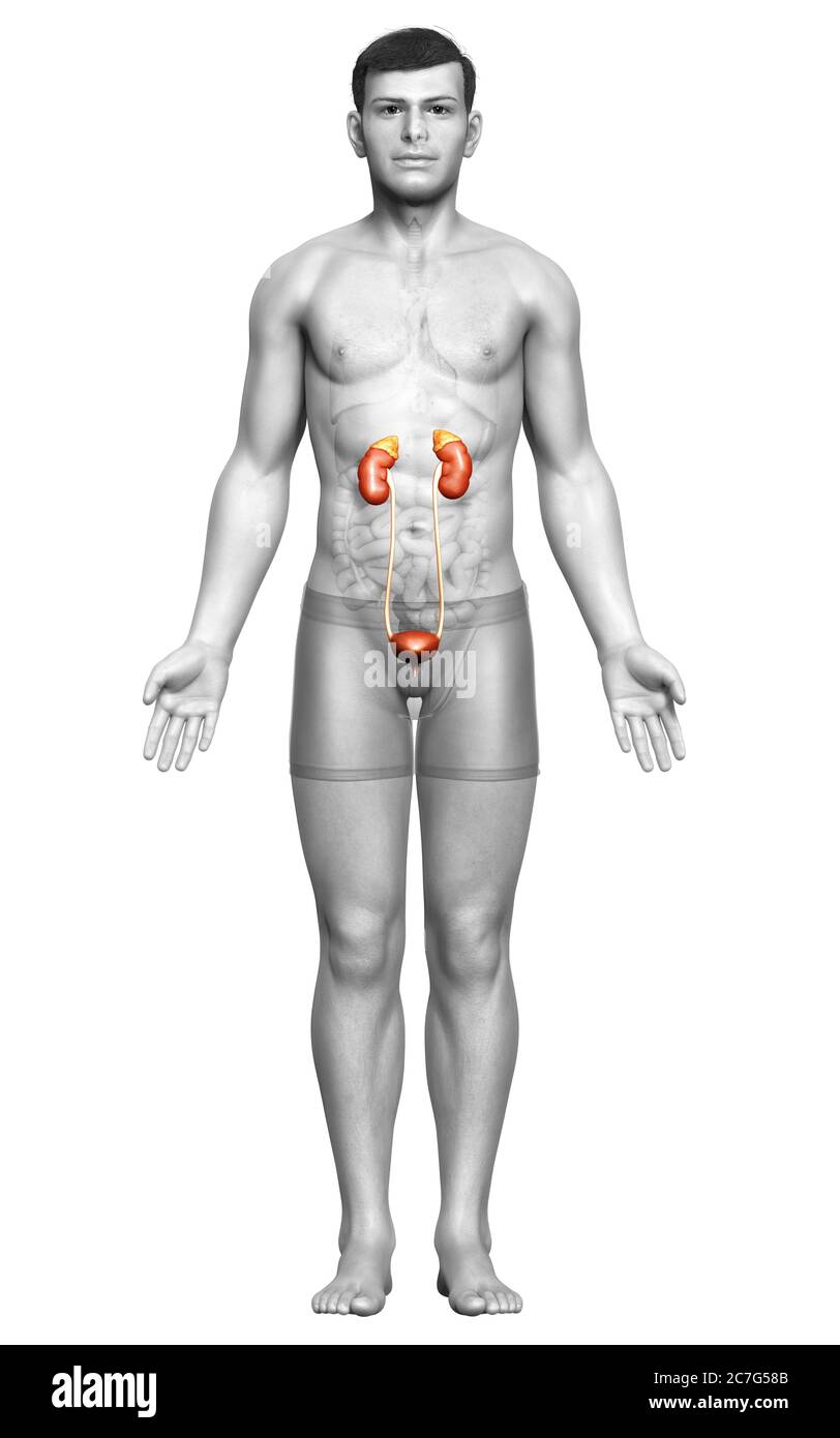 3d rendered, medically accurate illustration of the kidneys Stock Photo ...