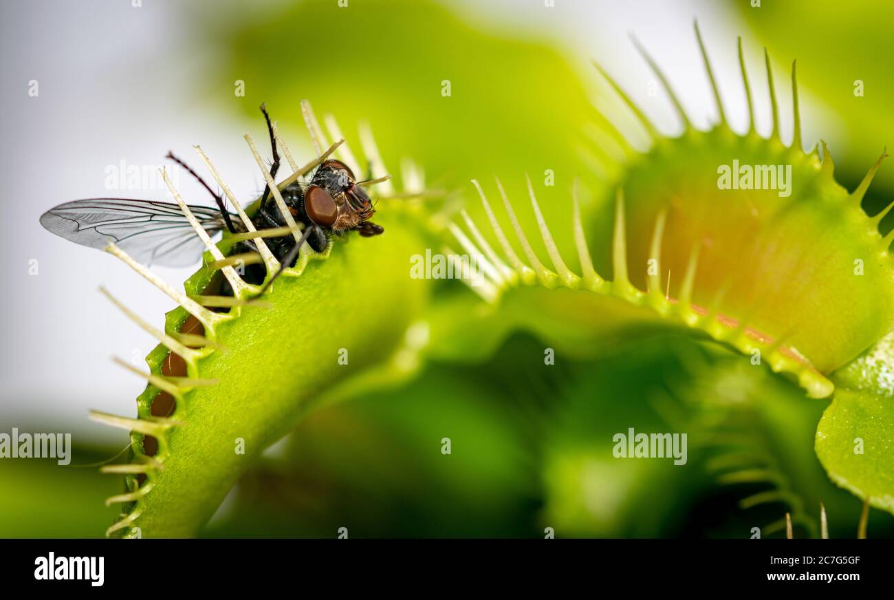 a unlucky common house fly being eaten by a hungry venus fly trap plant