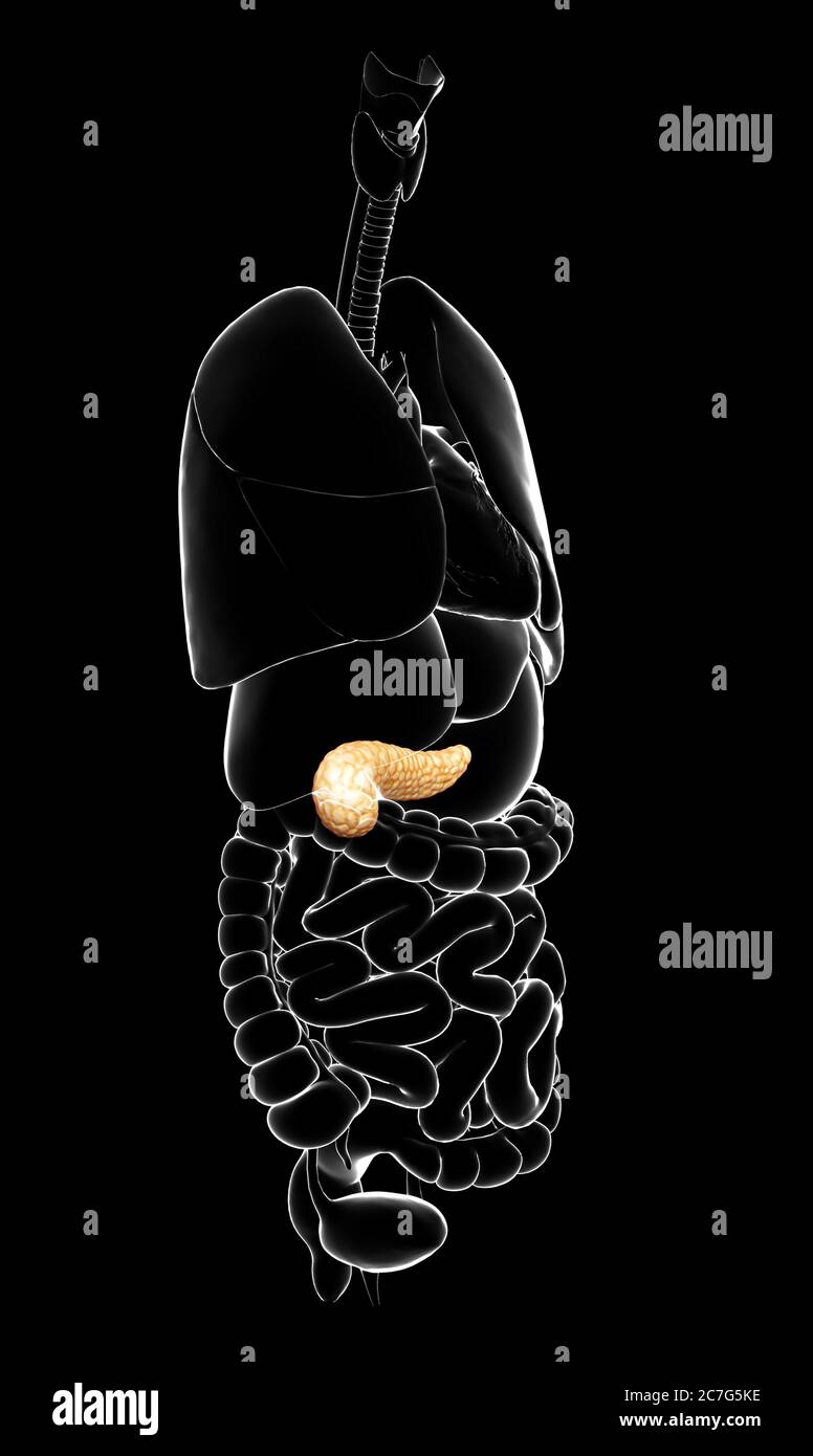 3d rendered, medically accurate illustration of the pancreas Stock ...