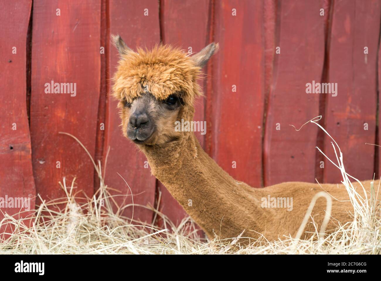 Alpaca, domesticated South American ruminant. Stock photo Stock Photo ...