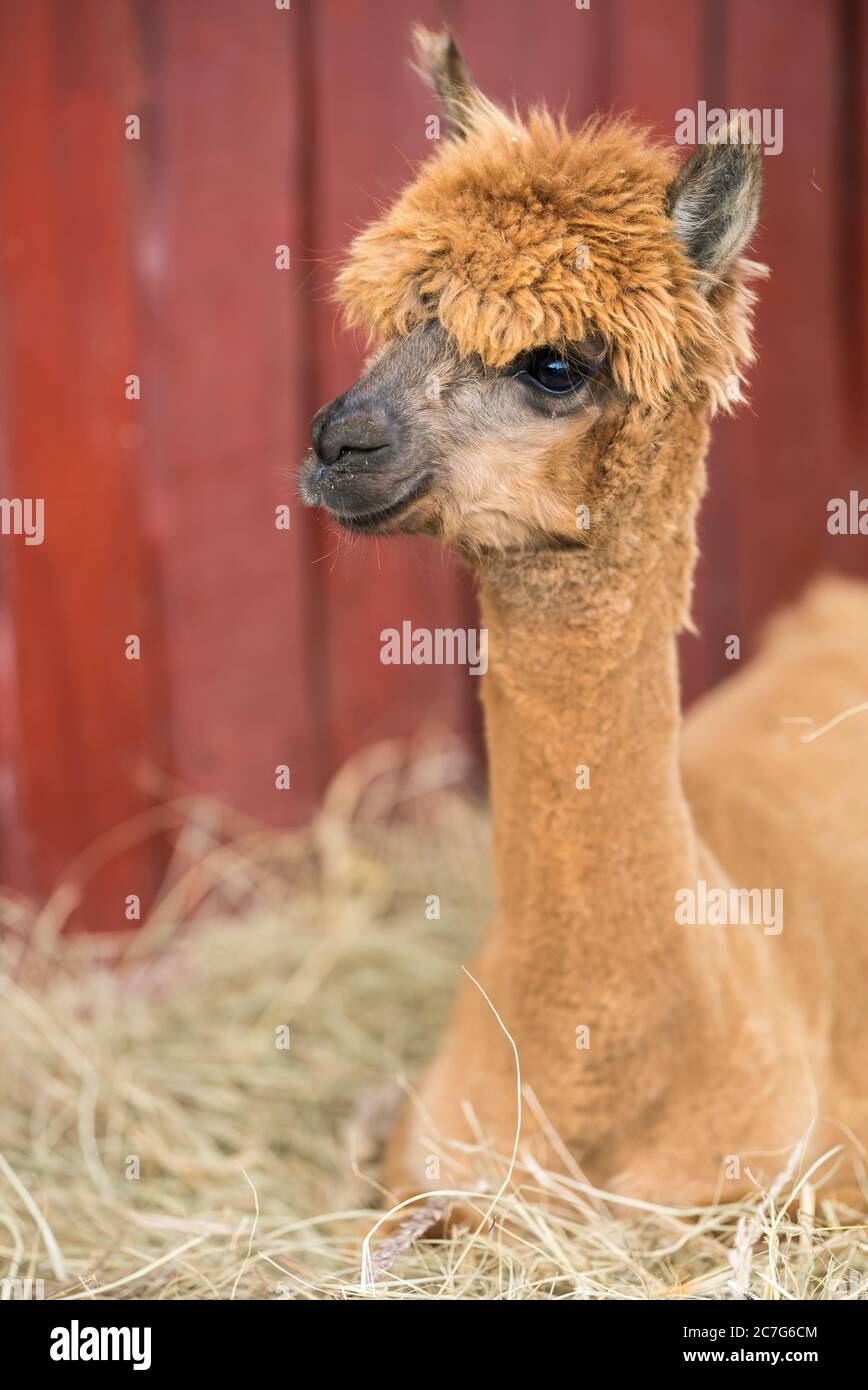 Alpaca, domesticated South American ruminant. Stock photo. Stock Photo