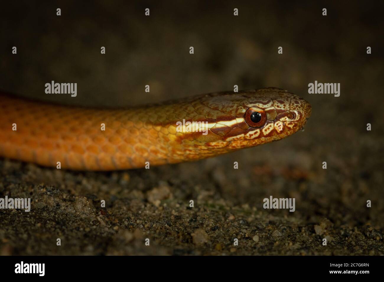 Close-up of marsh snake (Hemiaspis signata) also known as known as black-bellied swamp snake. Kuranda, Queensland, Australia. Stock Photo