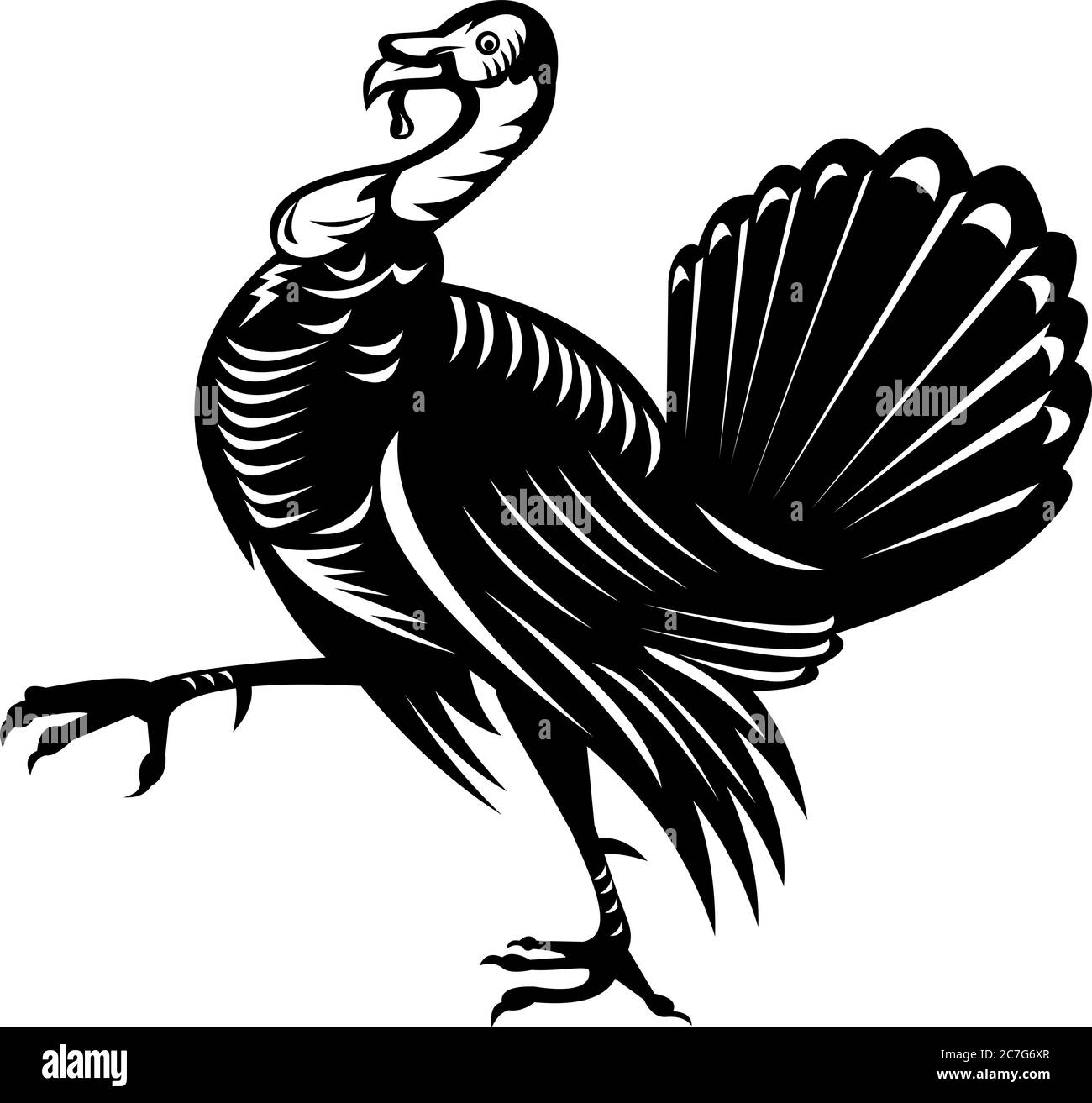 Retro black and white style illustration of a  wild turkey, a large bird in the genus Meleagris, which is native to the Americas, marching viewed from Stock Vector