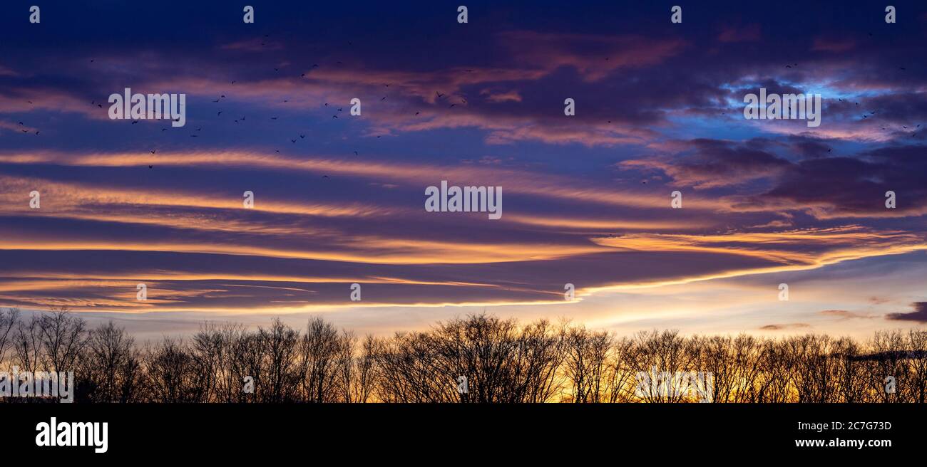 Landscape of tree silhouettes under a cloudy sky during a beautiful ...