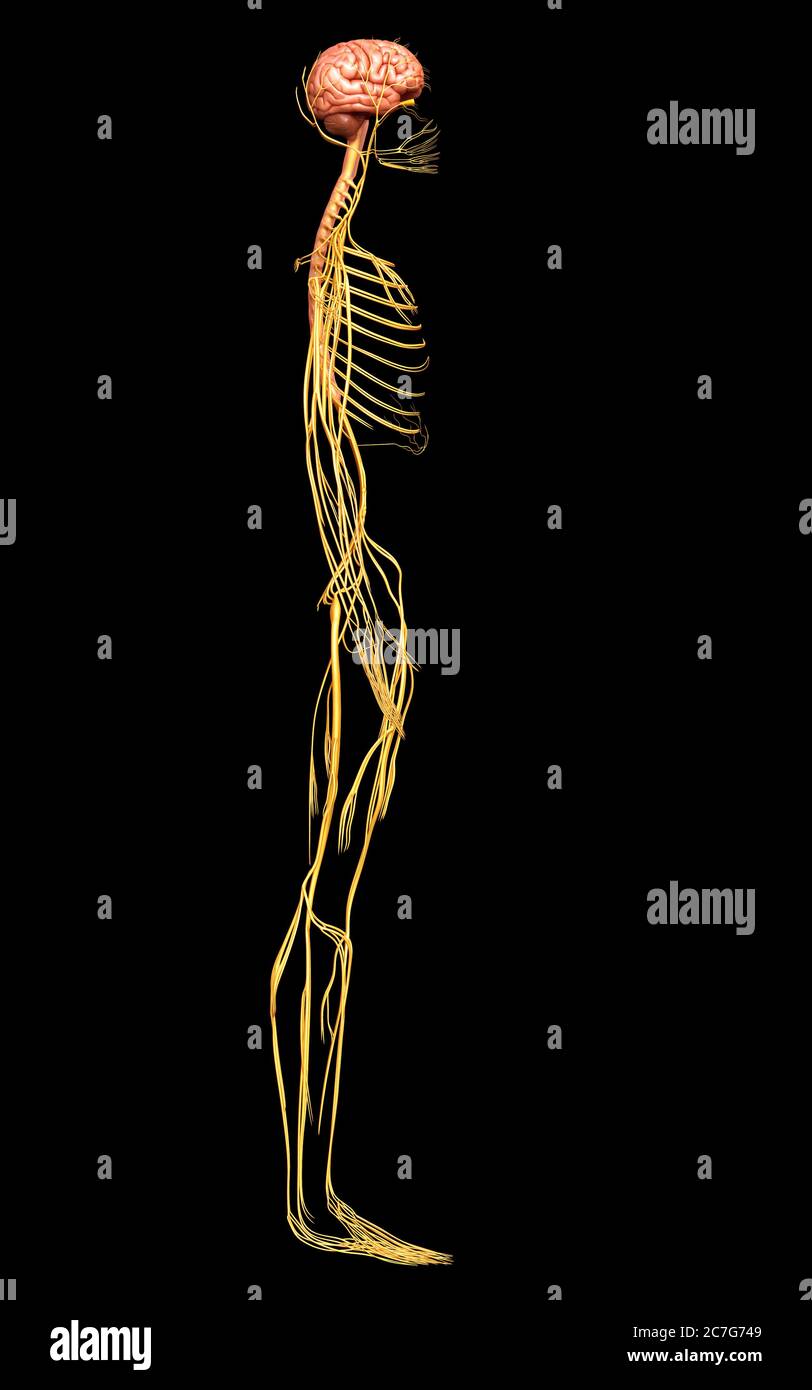 3d rendered medically accurate illustration of the nervous system Stock ...