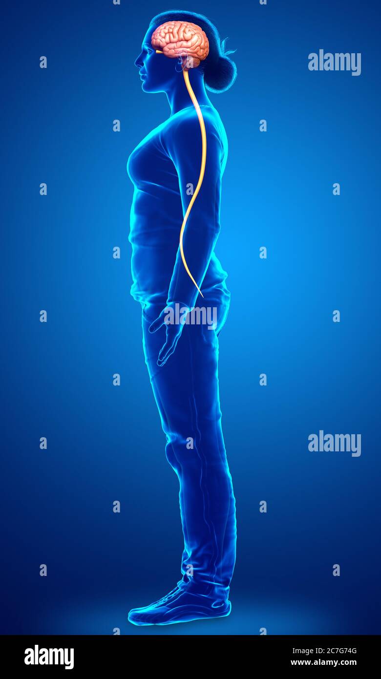 3d rendered medically accurate illustration of the brain Stock Photo ...
