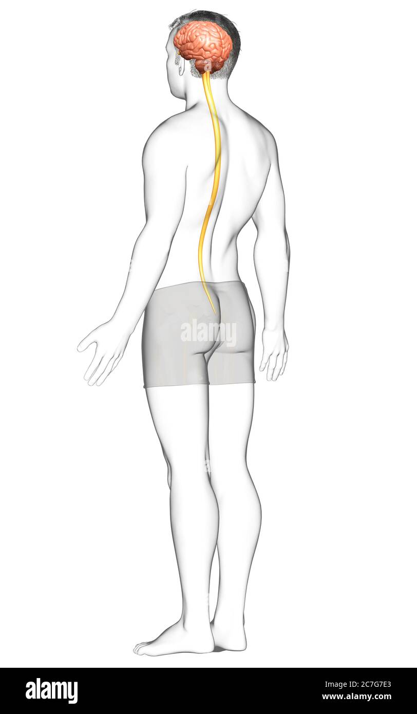 3d rendered medically accurate illustration of a male brain Stock Photo ...