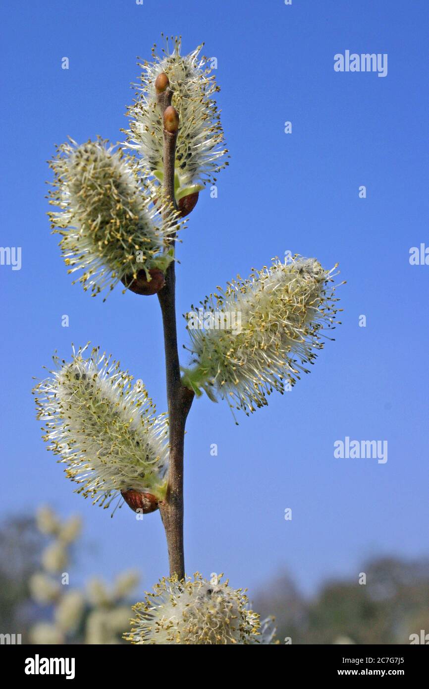 Willow catkin, the inflorescence of the willow tree Salix caprea in spring Stock Photo