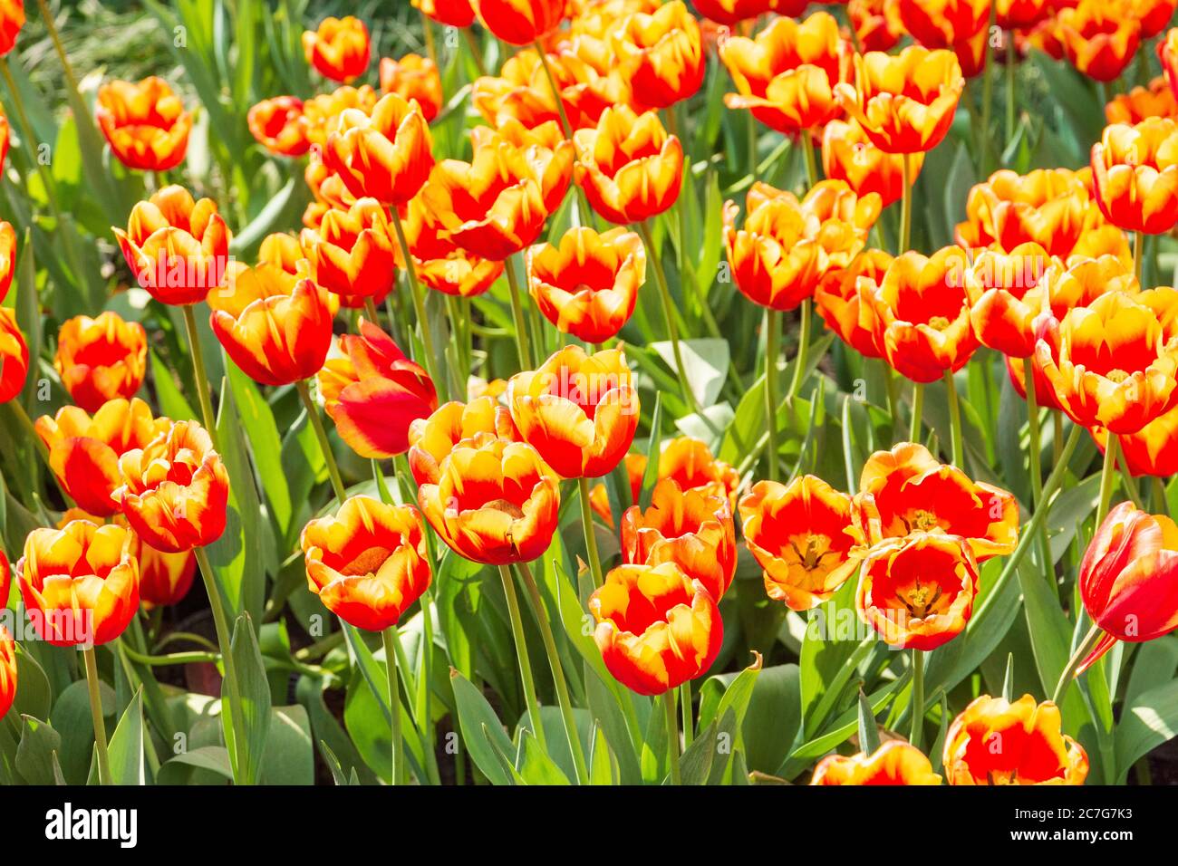 Field of beautiful red and yellow tulips - great for a natural ...