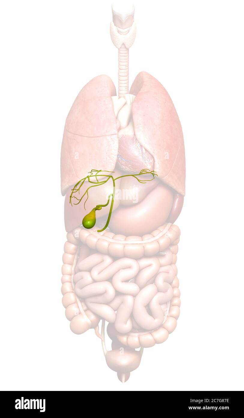 3d rendered medically accurate illustration of Organs Gallbladder ...