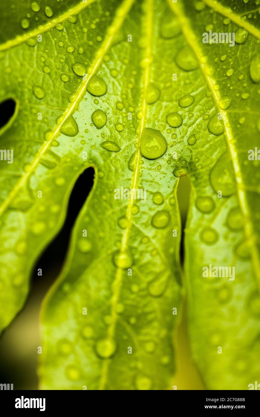 A closeup view of water droplets on a Fatsia Japonica leaf. Stock Photo