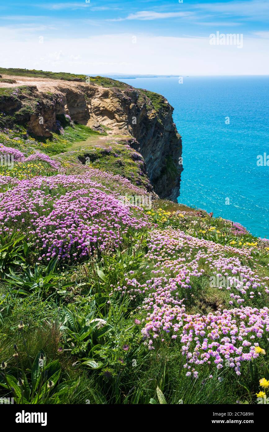 Sea thrift Sea Pinks Armeria maritima growing on the coast path at Bedruthan Steps in Carnewas in Cornwall. Stock Photo