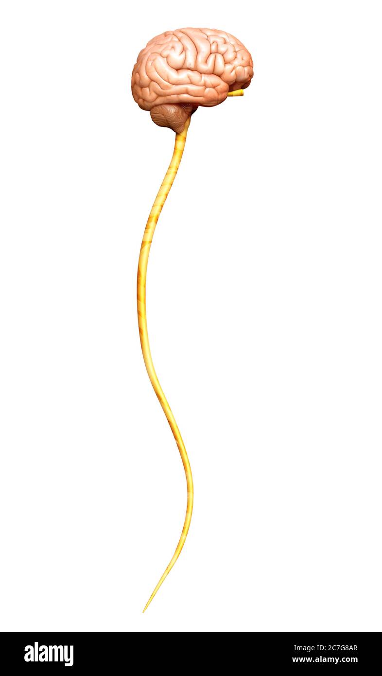 3d rendered medically accurate illustration of the brain Stock Photo ...