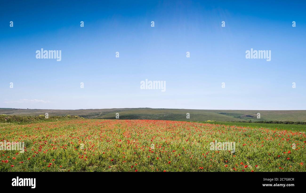 A panoramic view of the spectacular sight of a field of Common Poppies Papaver rhoeas growing as part of the Arable Fields Project on Pentire Point We Stock Photo
