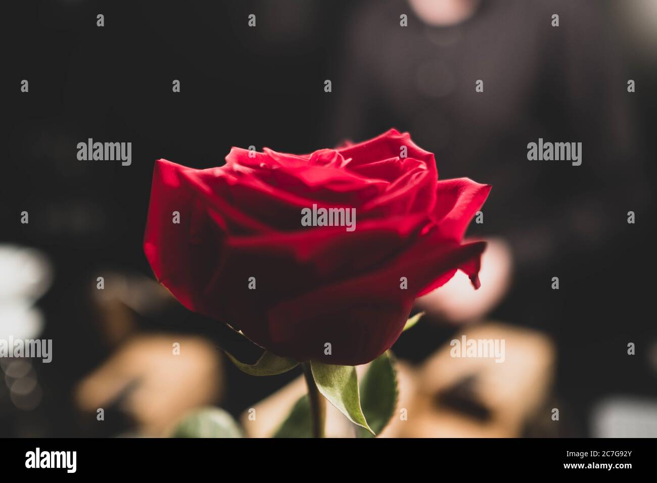 Closeup shot of a red rose on a blurred background Stock Photo - Alamy