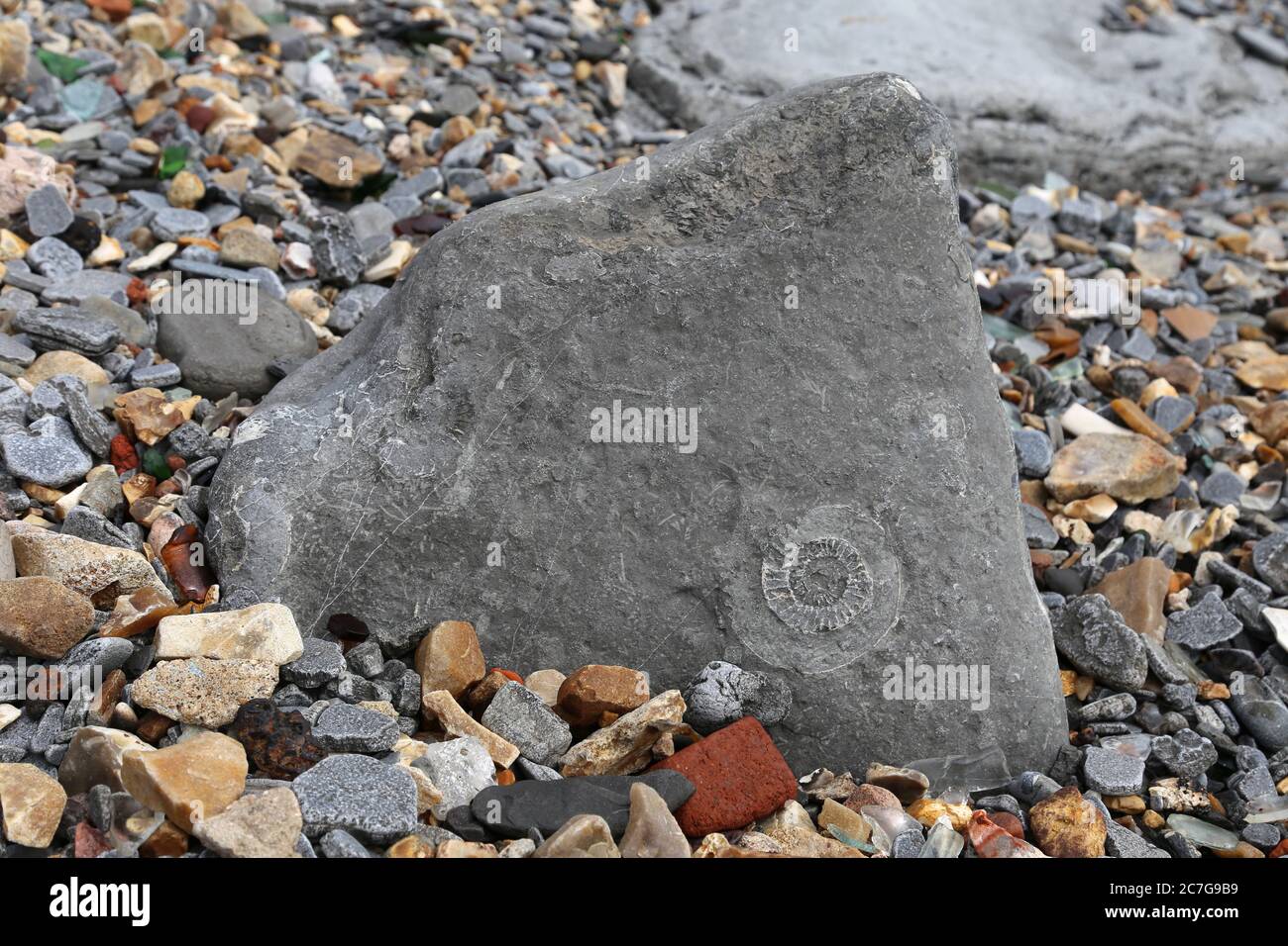 Fossil hunting at low tide between Lyme Regis and Charmouth, Dorset