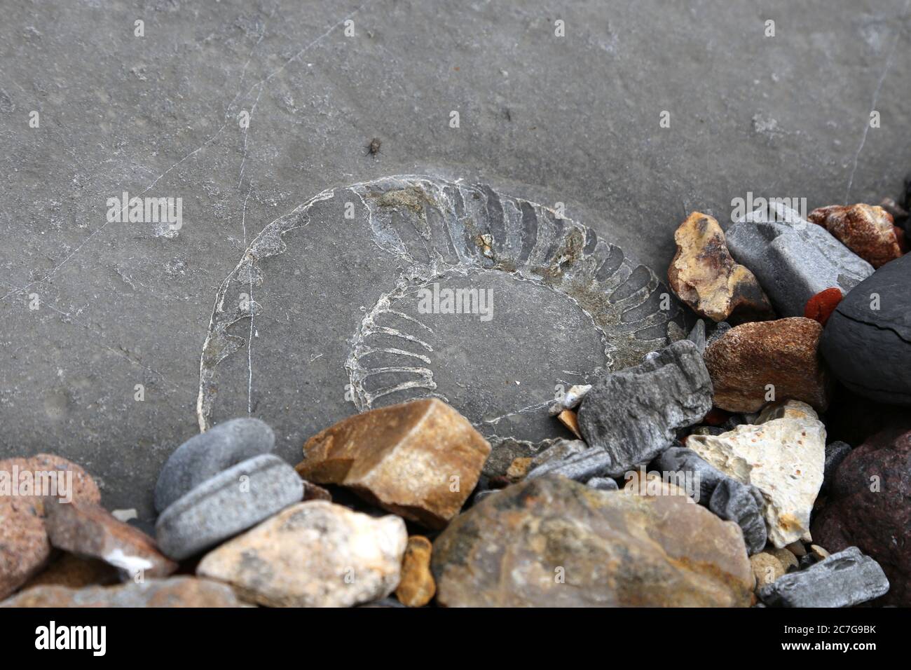 Fossil hunting at low tide between Lyme Regis and Charmouth, Dorset