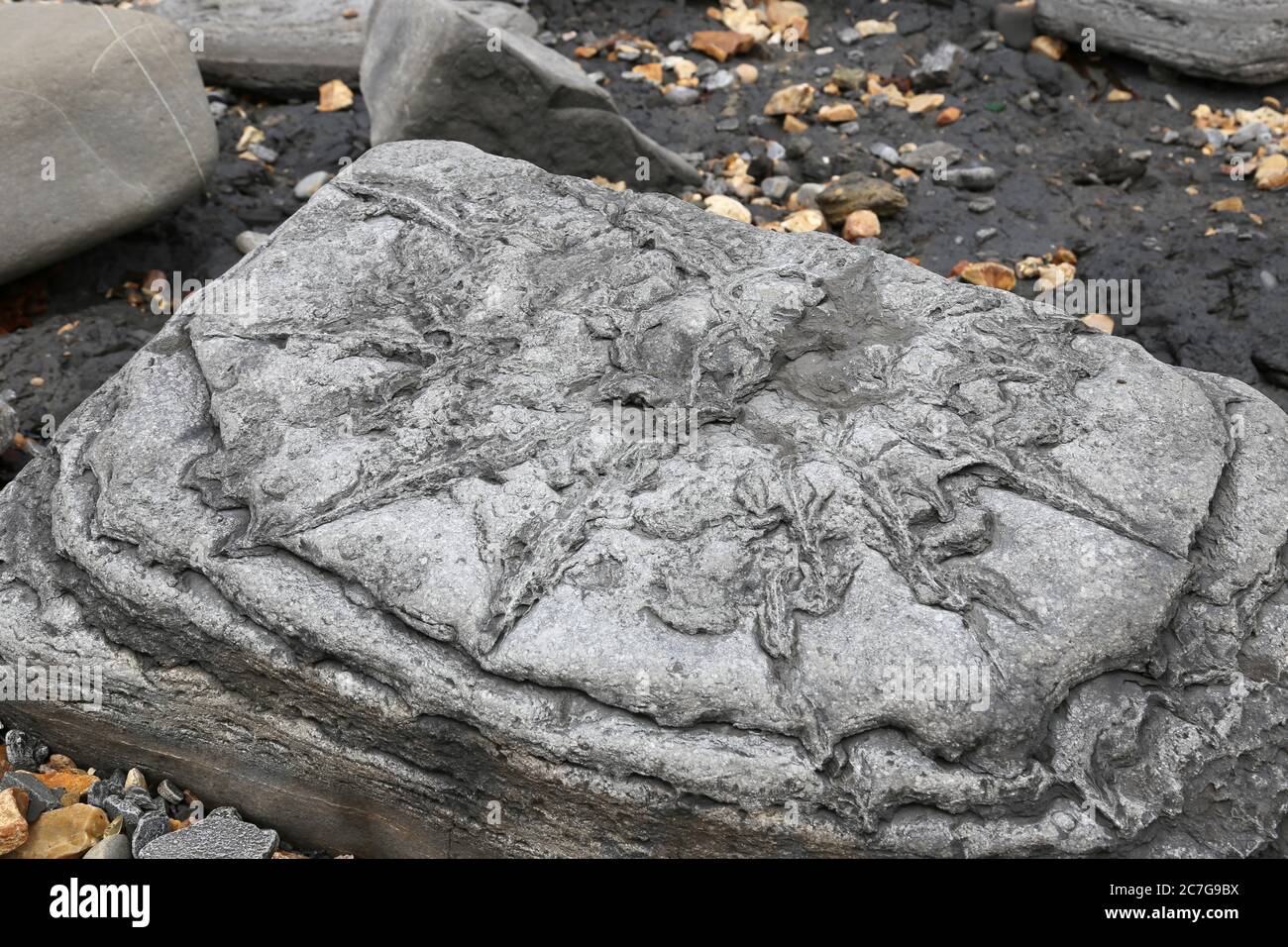 Fossil hunting at low tide between Lyme Regis and Charmouth, Dorset