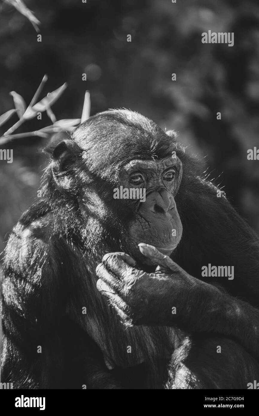 Greyscale shot of a common chimpanzee on a blurred background Stock Photo