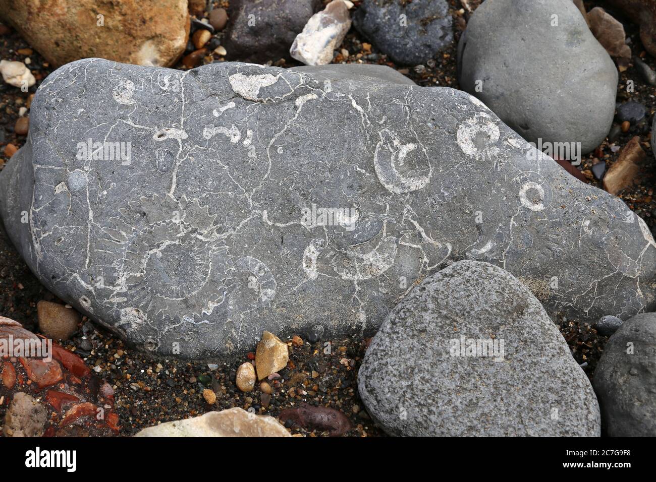 Fossil hunting at low tide between Lyme Regis and Charmouth, Dorset