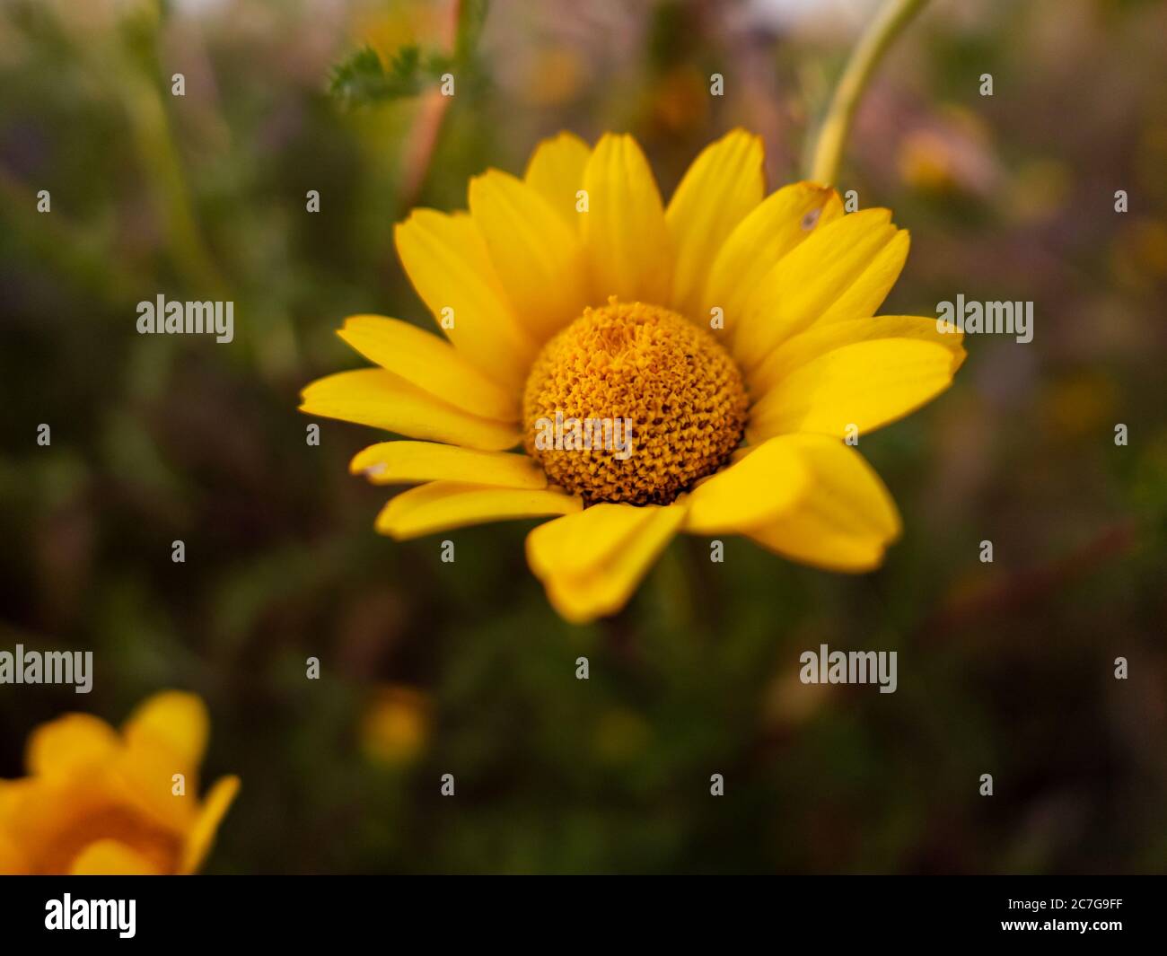 Close-up of Anthemis tinctoria or yellow chamomile at the sunset Stock Photo