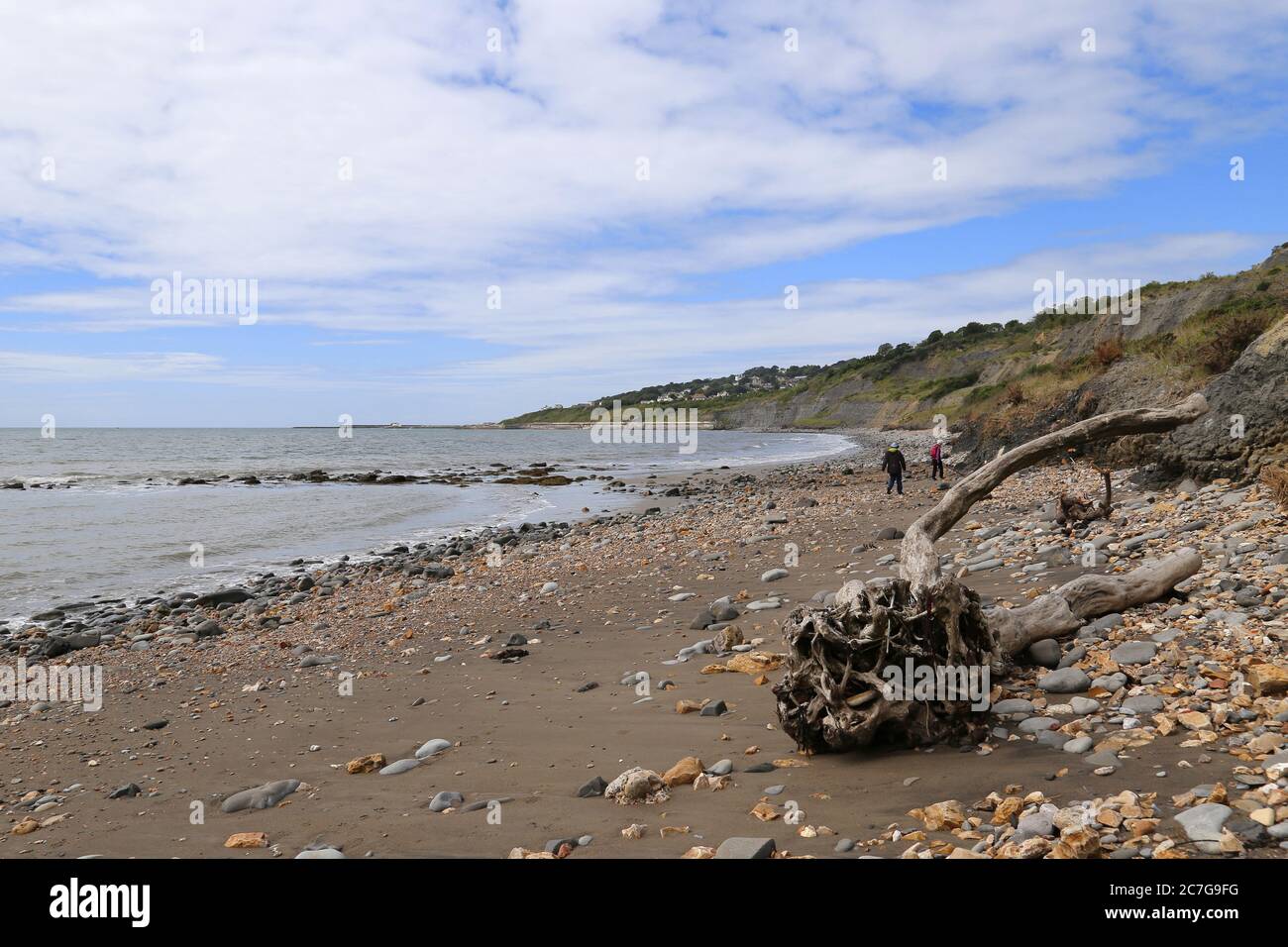 Fossil hunting at low tide between Lyme Regis and Charmouth at Canary