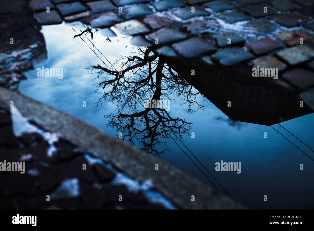 Reflection of a tree and a building in a puddle of water on the ...