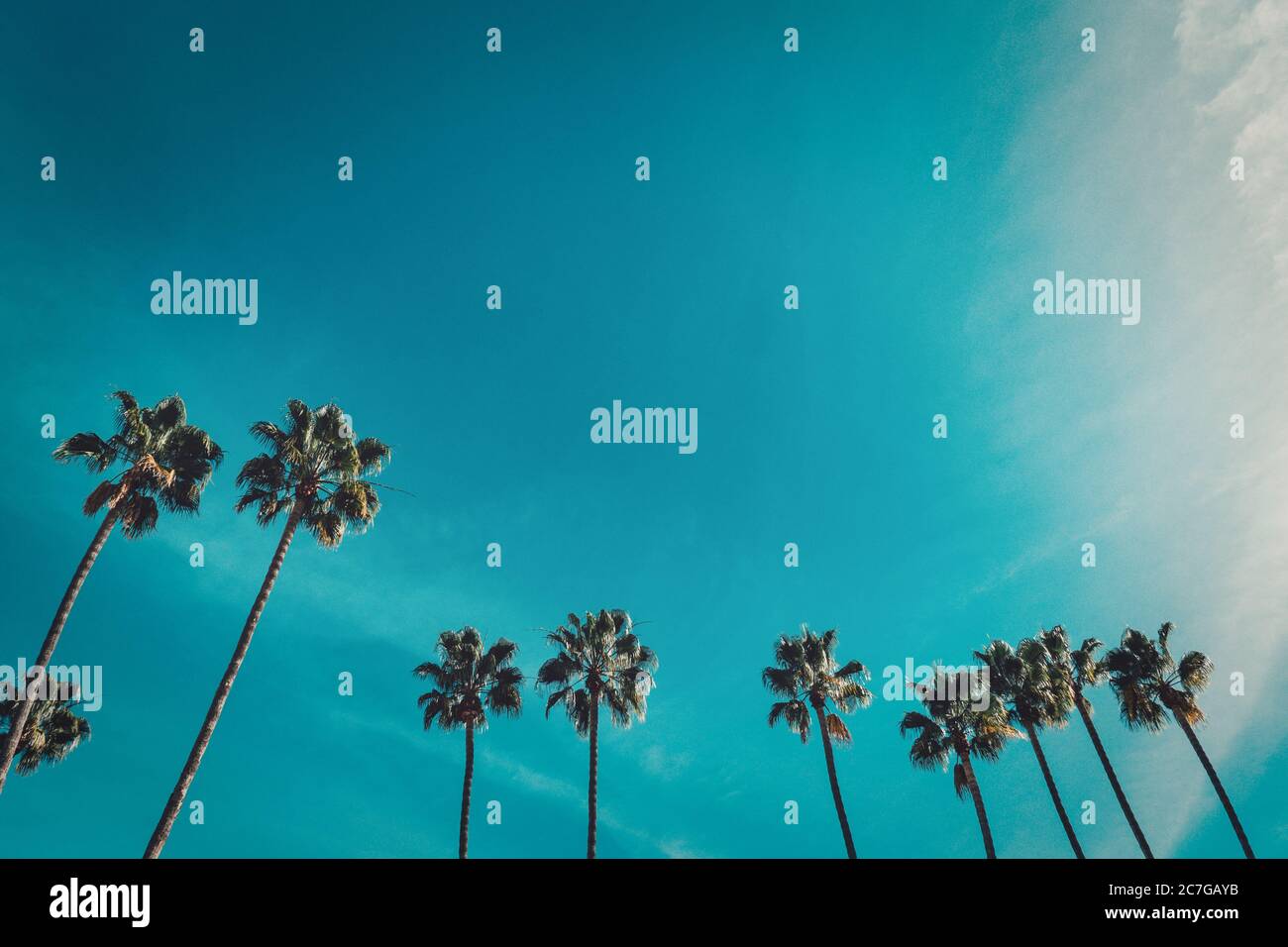 Low angle shot of beautiful palm trees under the clear blue sky Stock ...