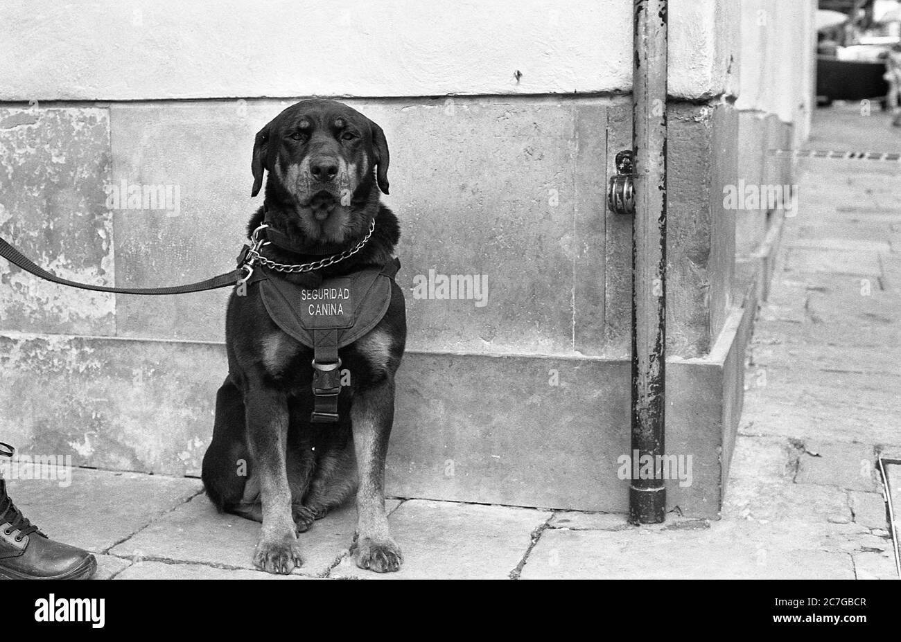 Grey scale shot of a black dog on a leash sitting on the sidewalk Stock Photo