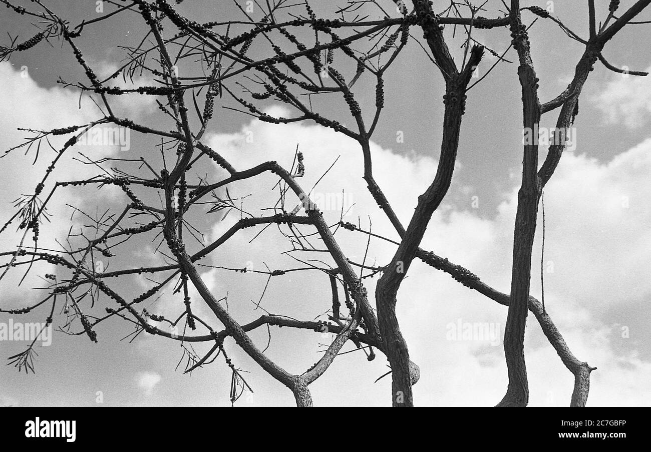 Grey scale low angle shot of a tree with the cloudy sky in the background Stock Photo