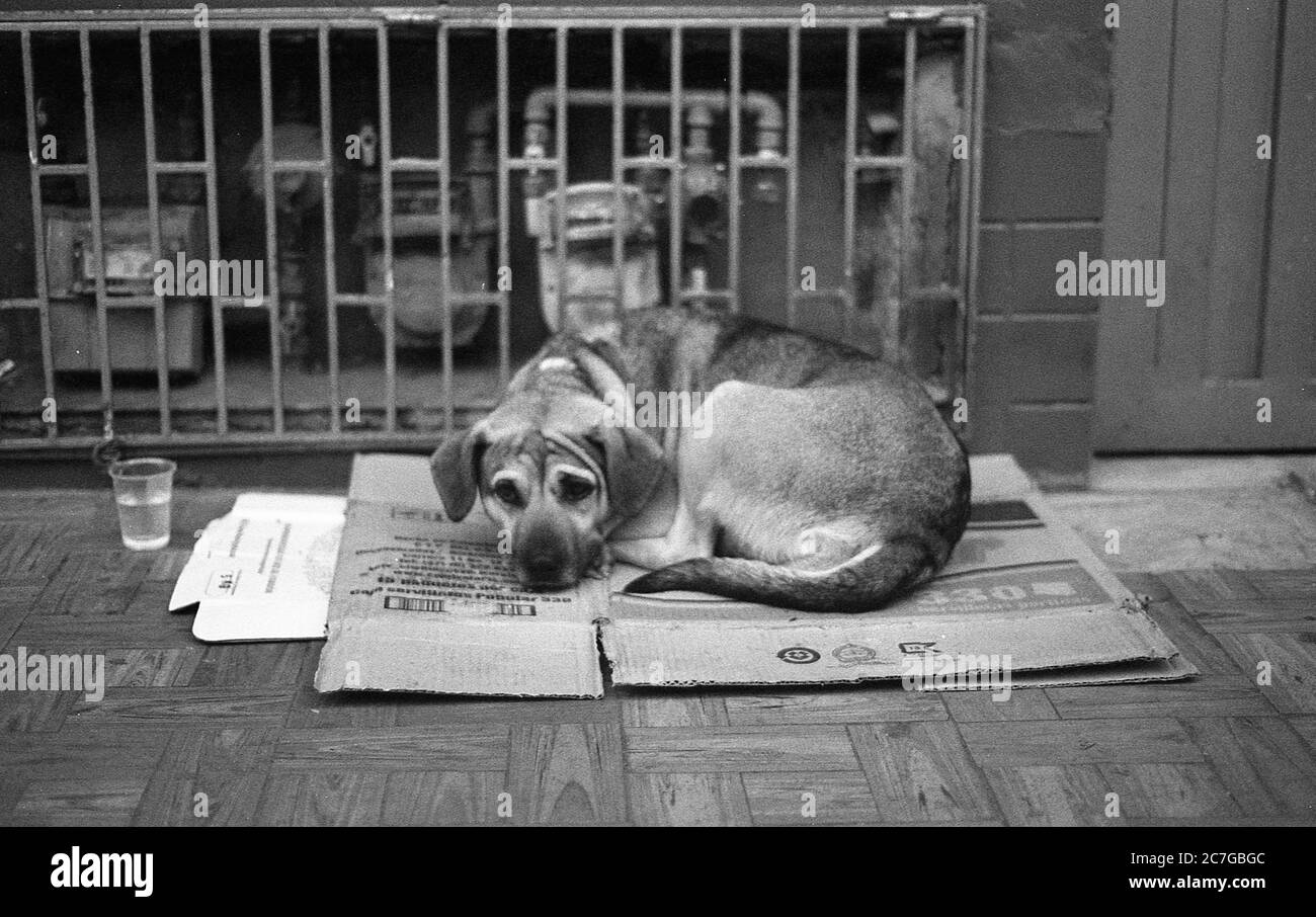 Grey scale shot of a stray dog on a piece of cardboard on the sidewalk Stock Photo