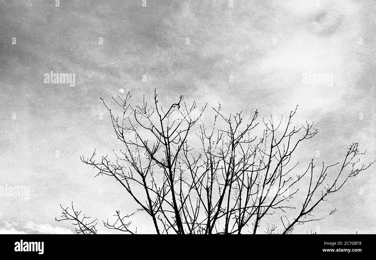 Low angle grey scale shot of a dried tree under the cloudy sky Stock Photo