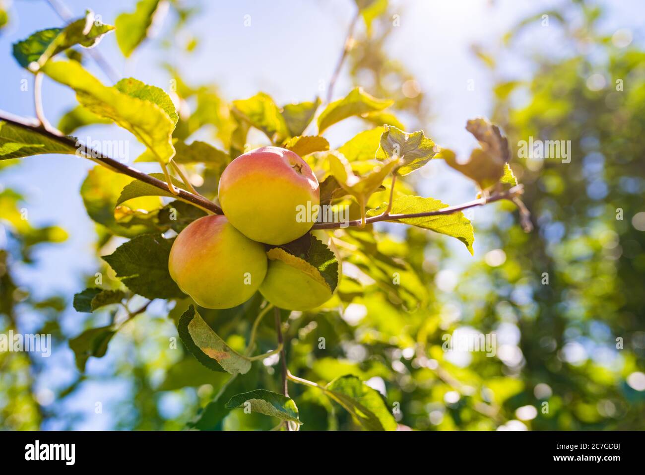 Apple tree spring summer autumn winter hi-res stock photography and ...