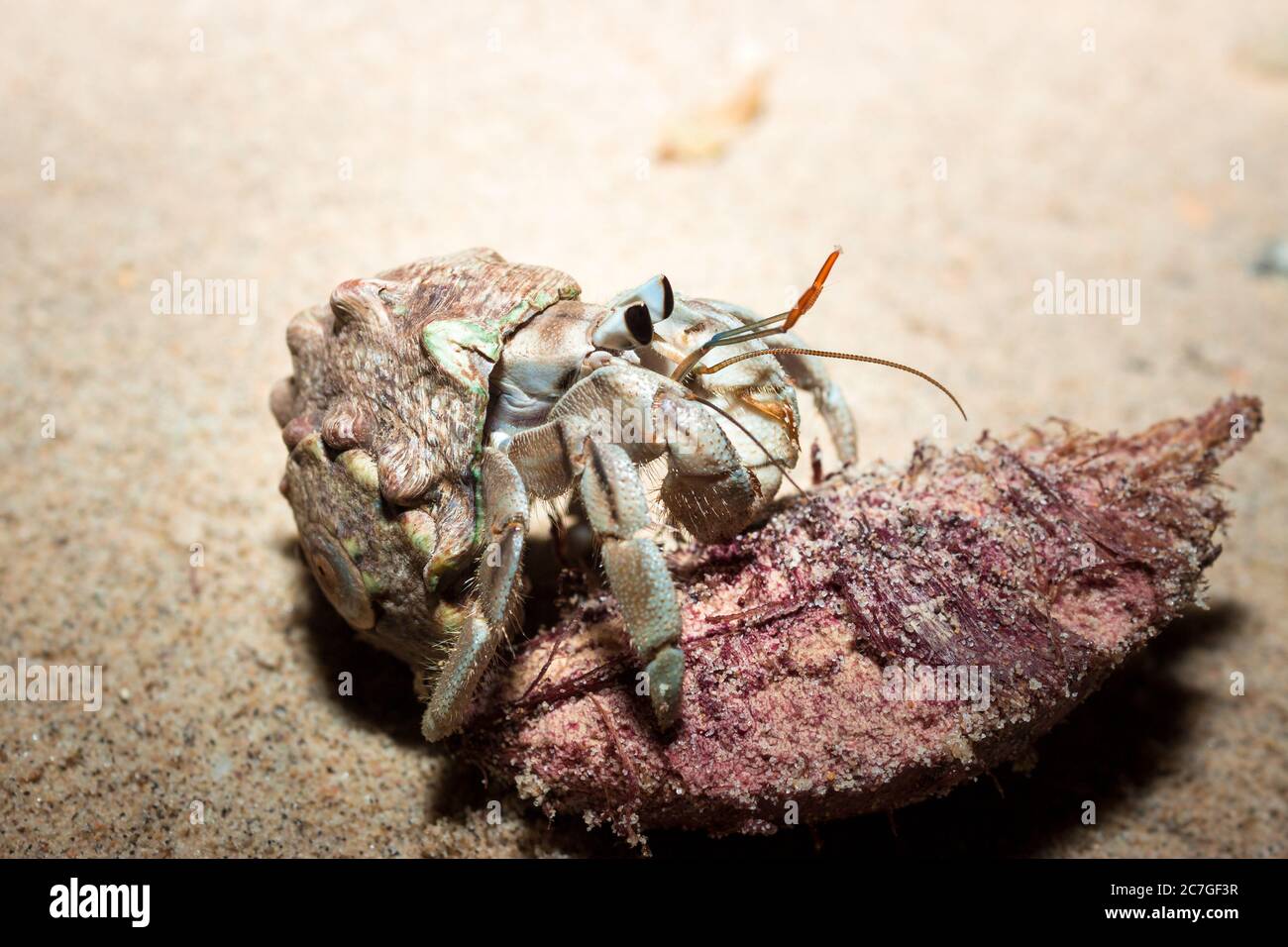 Hermit crabs hiding in it's shell on the beach, Nosy Komba, Madagascar ...